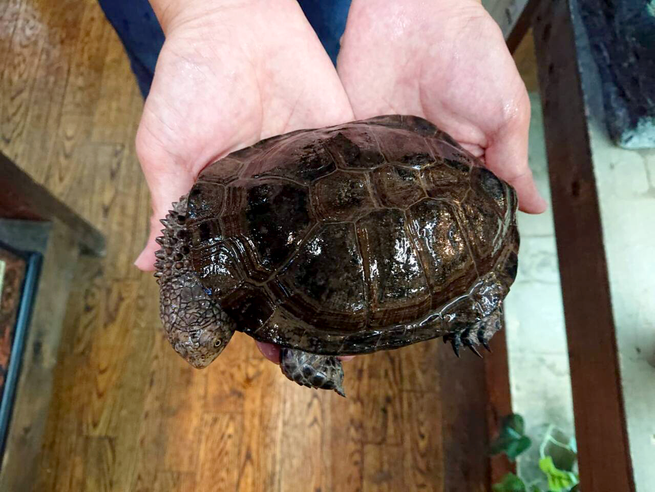 クロハラヘビクビガメ(3)