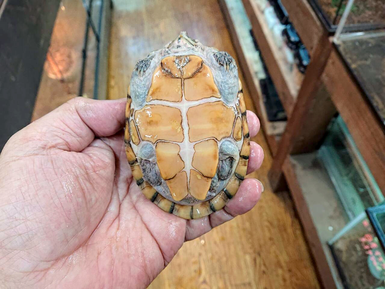 スジクビヒメニオイガメ(5)