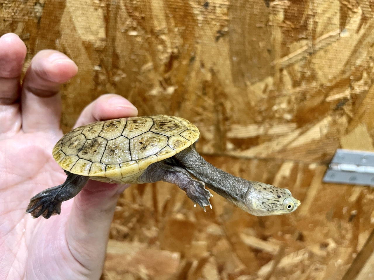 パーケリーナガクビガメ(2)