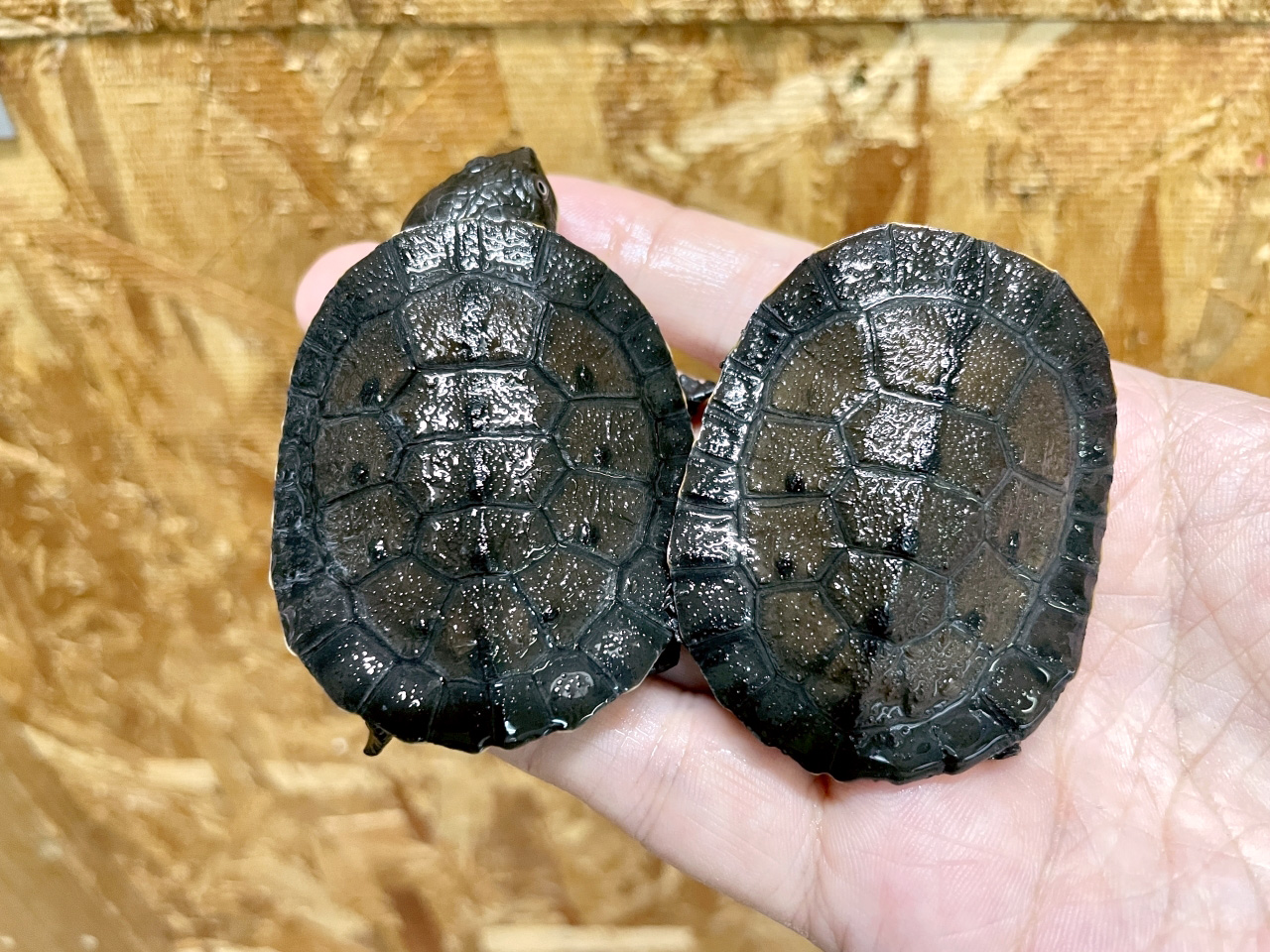 アマゾンカエルガメ(1)