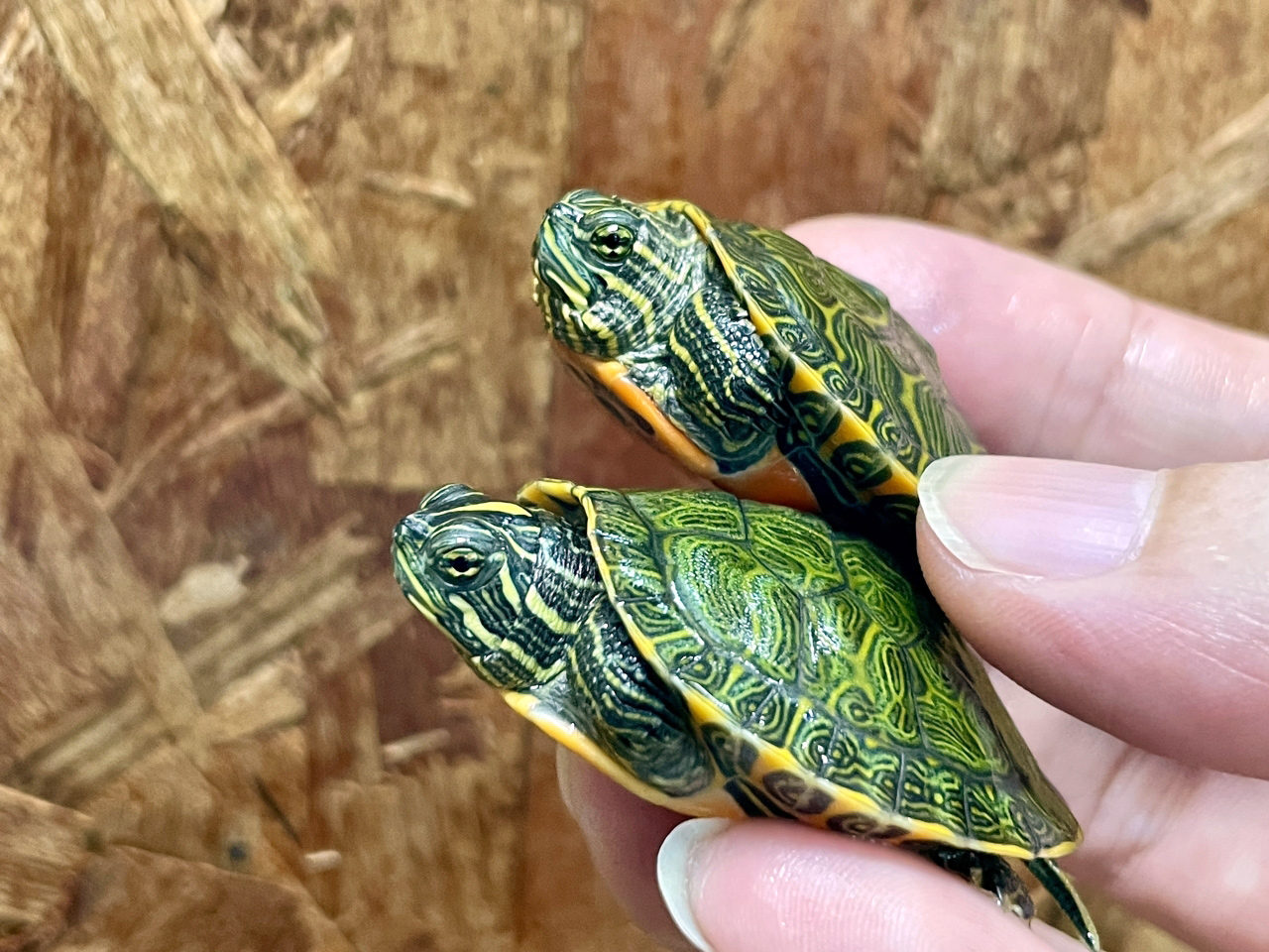 アラバマアカハラガメ(2)