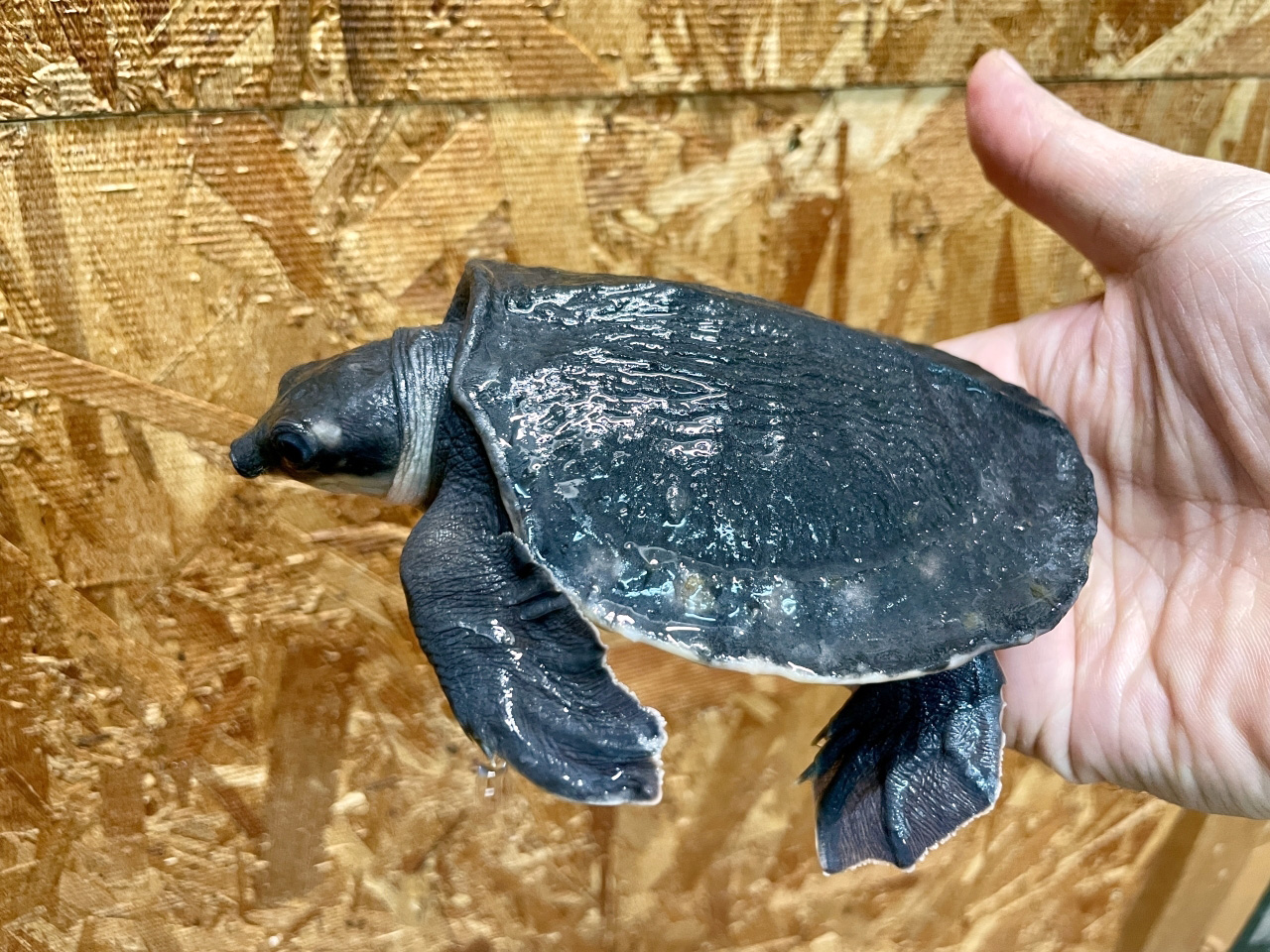 スッポンモドキ(6)