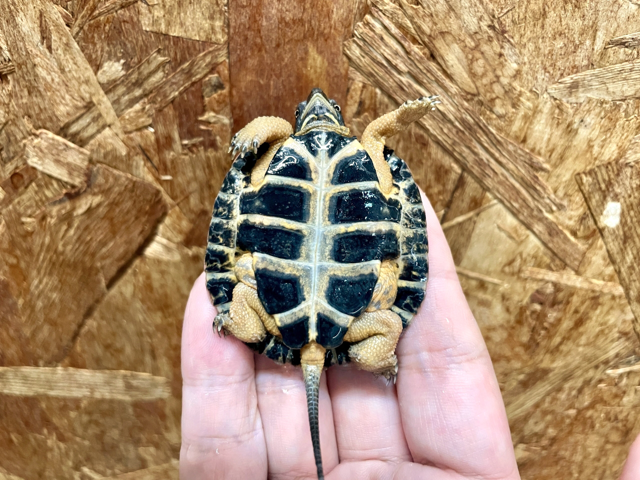 モリイシガメ(4)