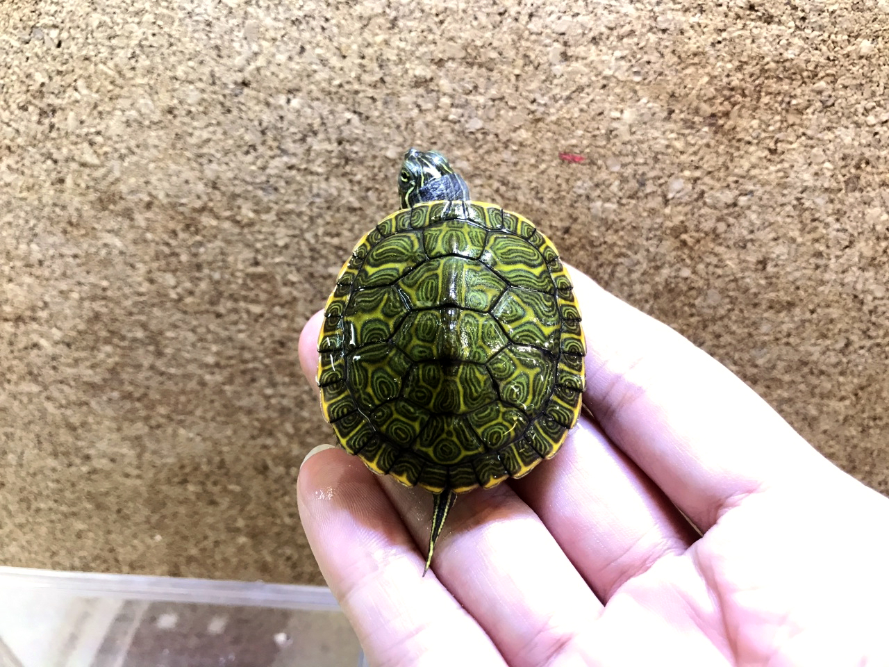 アラバマアカハラガメ(8)