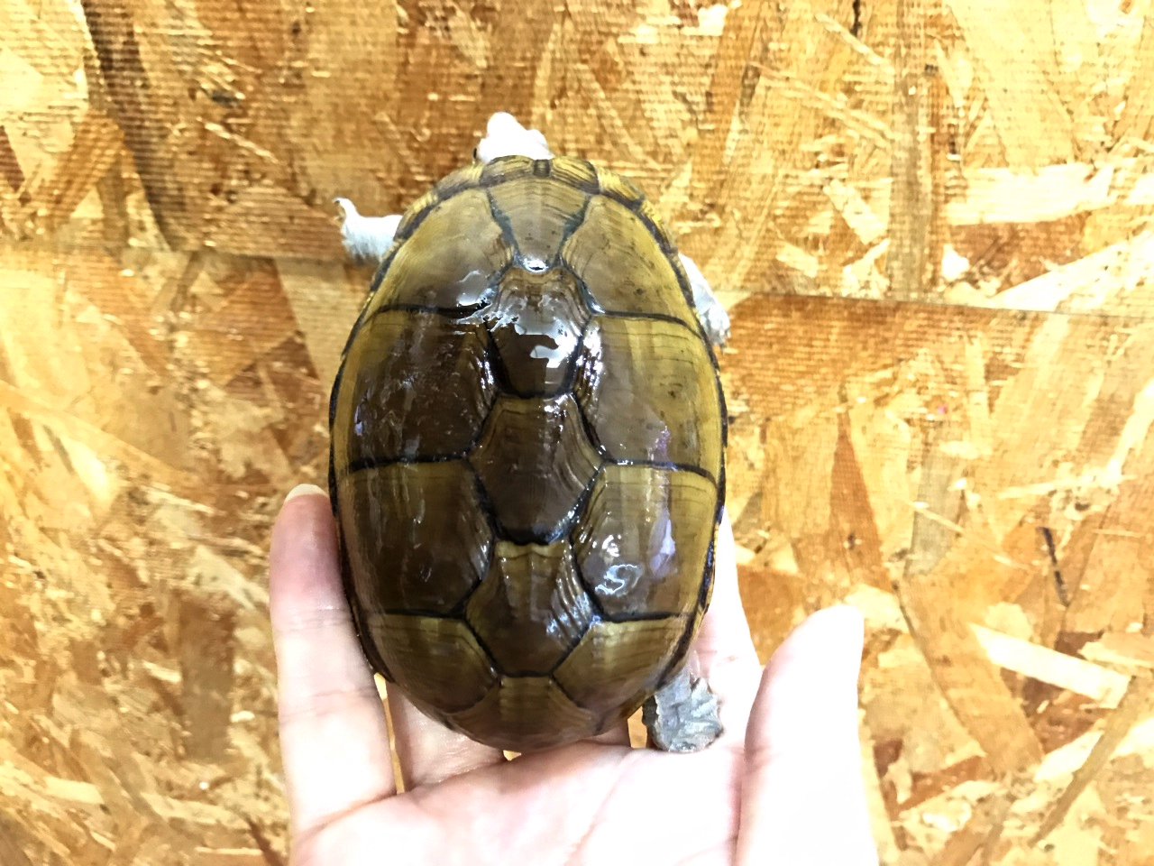 アラモスドロガメ(1)