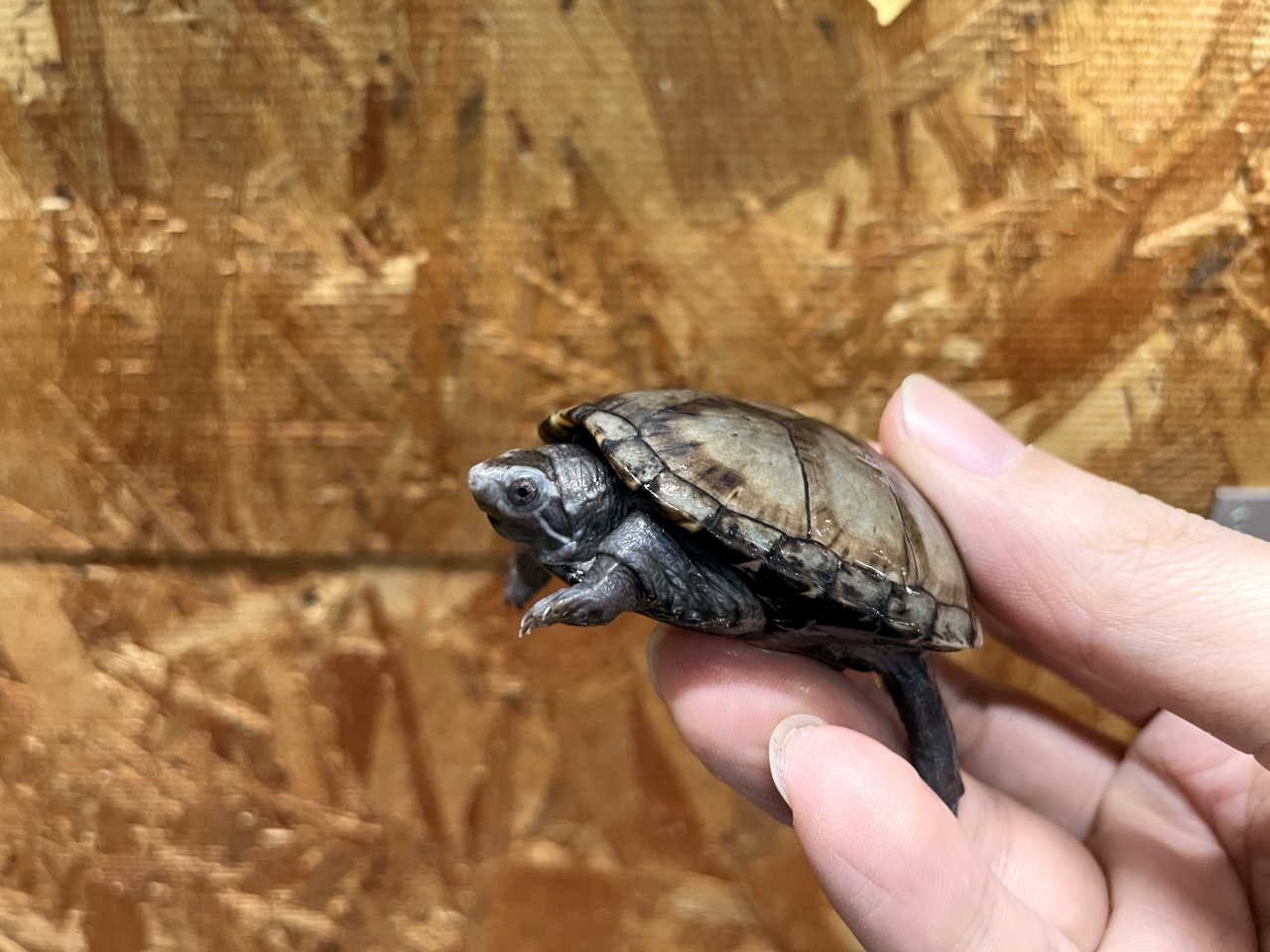 トウブドロガメ(2)