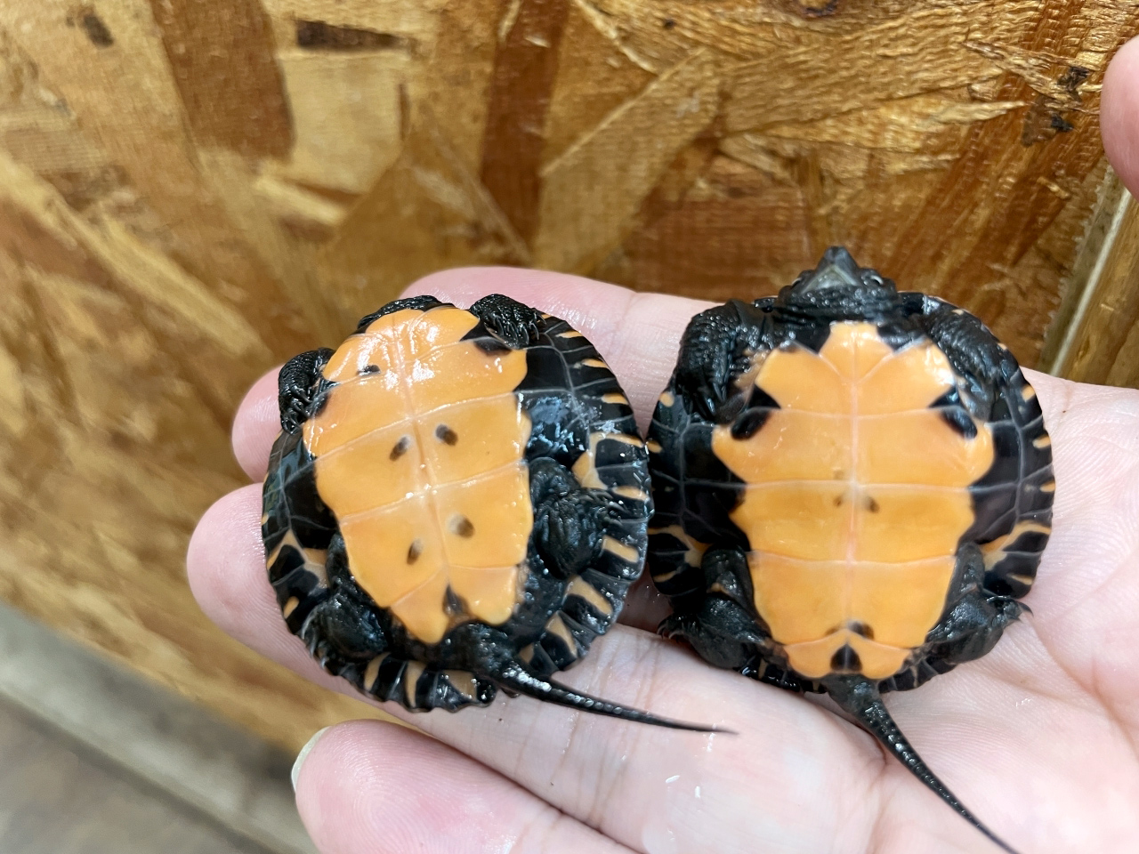 カントンクサガメ(3)