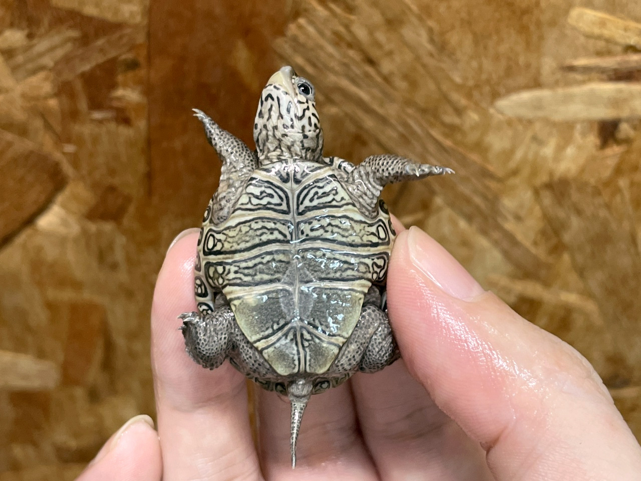 カロリナダイヤモンドバックテラピン(12)