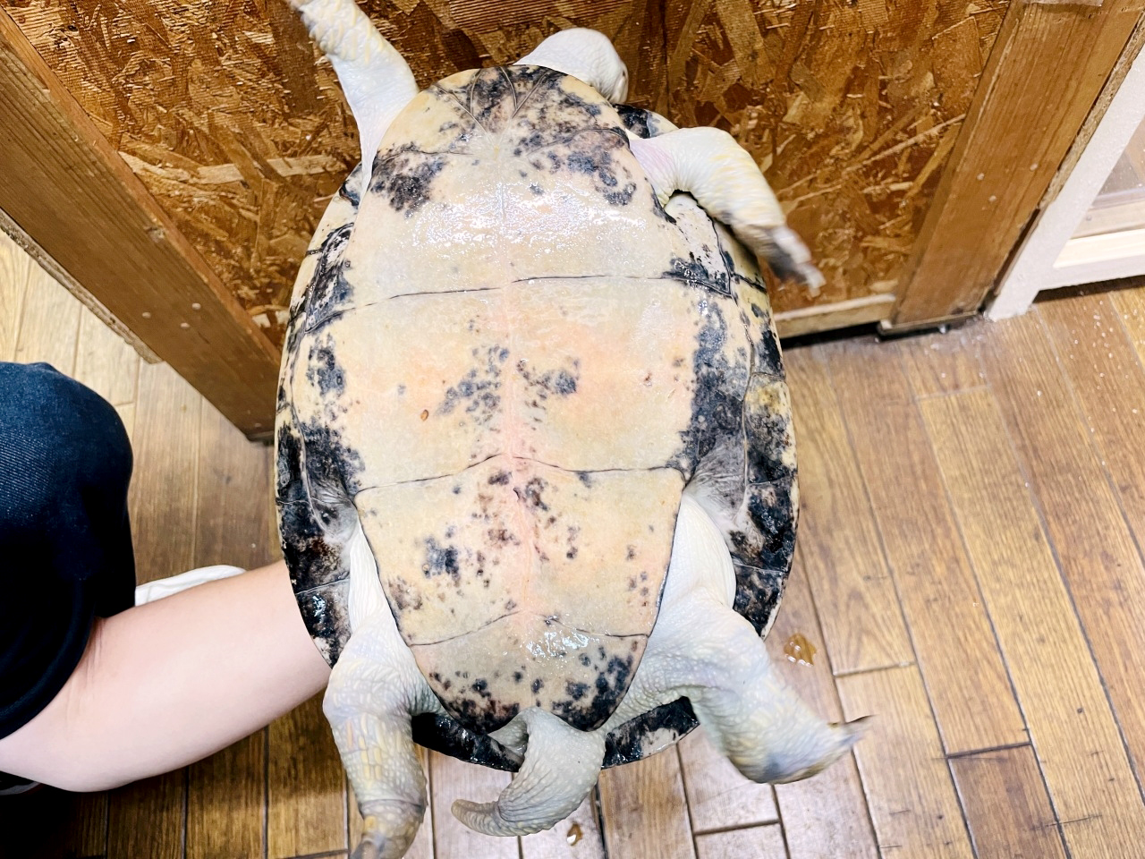 サバンナヨコクビガメ(4)