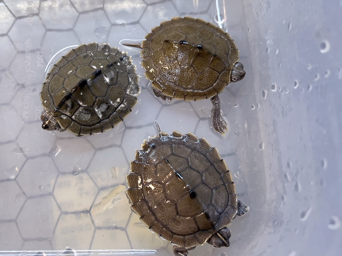 ハイイロチズガメ(6)