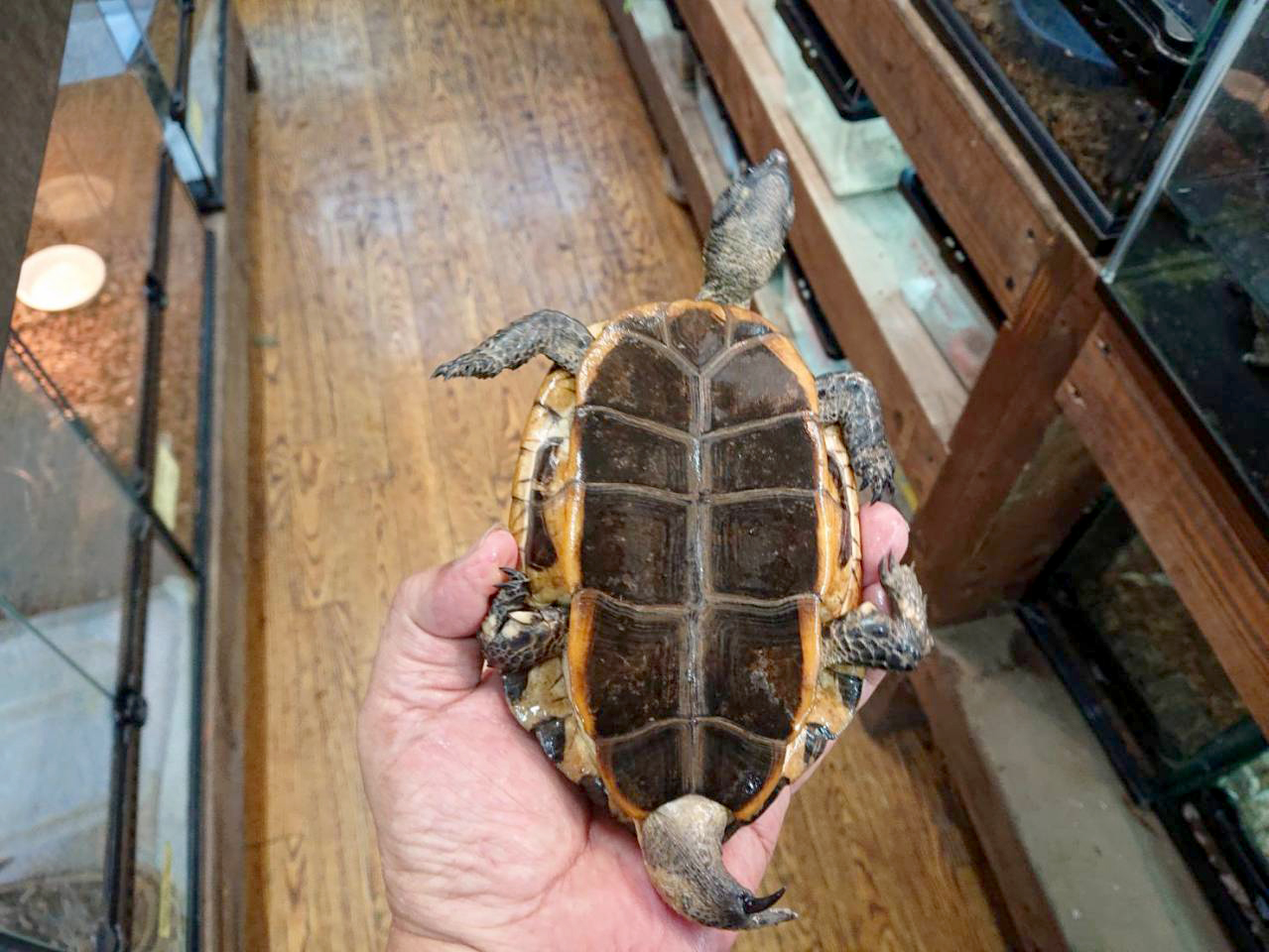 ズアカヒラタヘビクビガメ(3)
