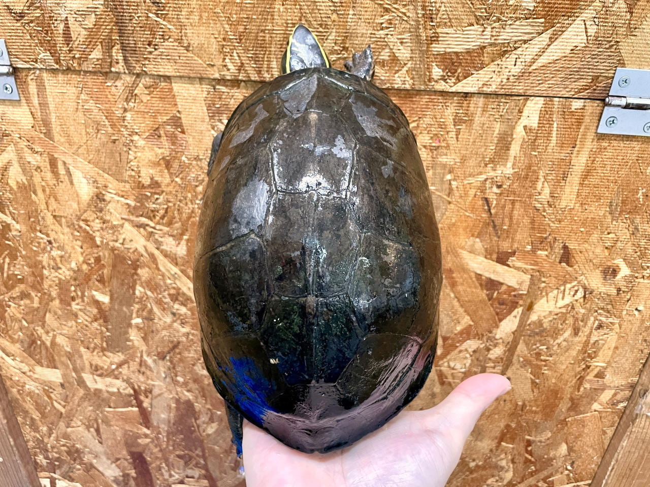 ジャワハコガメ(9)