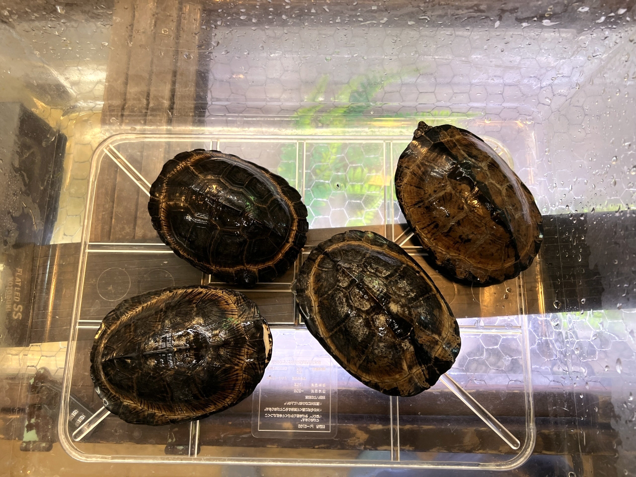 クロハコヨコクビガメ(6)