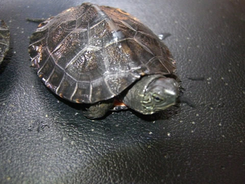 カントンクサガメ(8)