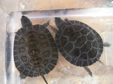 カントンクサガメ(9)
