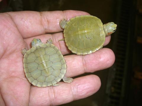 ミシシッピアカミミガメ(1)