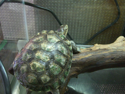 ブチイシガメ(7)