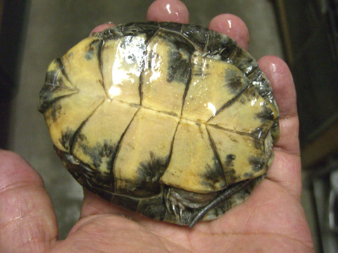 ブチイシガメ(8)