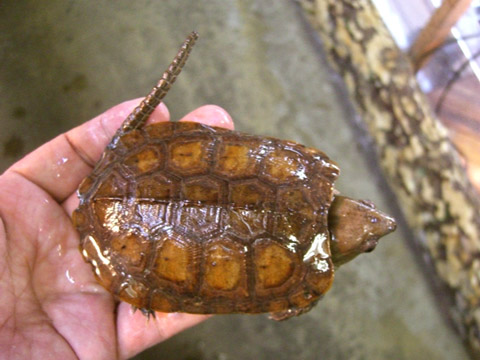 ボーグリーオオアタマガメ(5)