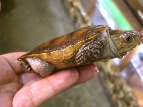 ボーグリーオオアタマガメ(6)