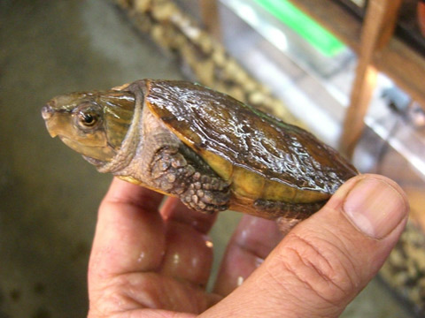 ボーグリーオオアタマガメ(7)