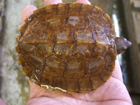 シロアゴヤマガメ(1)