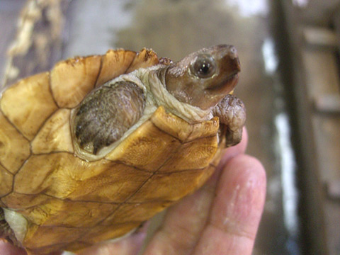 シロアゴヤマガメ(2)