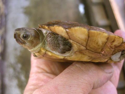 シロアゴヤマガメ(3)