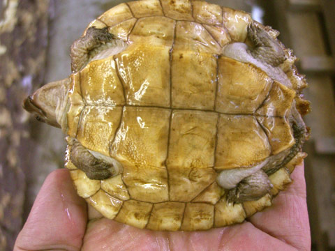 シロアゴヤマガメ(4)