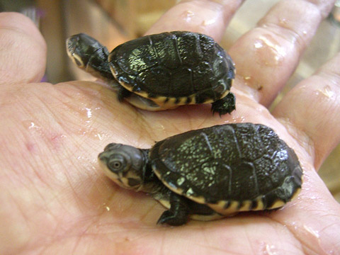 コガネハコヨコクビガメ