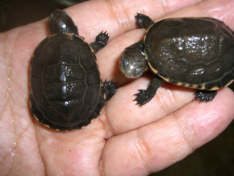 コガネハコヨコクビガメ(2)