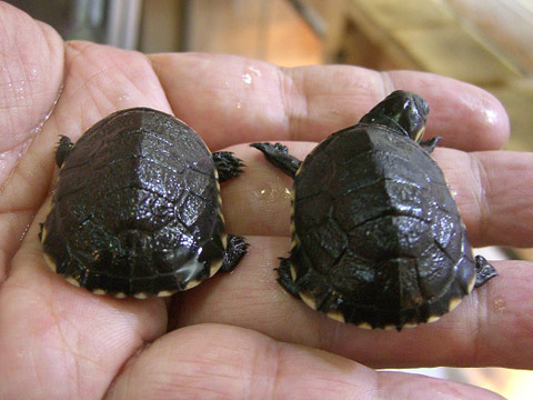 コガネハコヨコクビガメ(3)