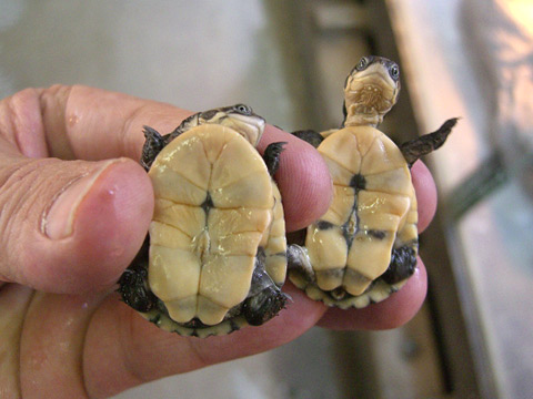 コガネハコヨコクビガメ(4)