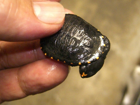 グナレンナガクビガメ(1)