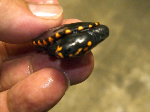 グナレンナガクビガメ(2)