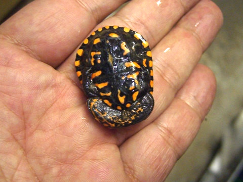 グナレンナガクビガメ(3)