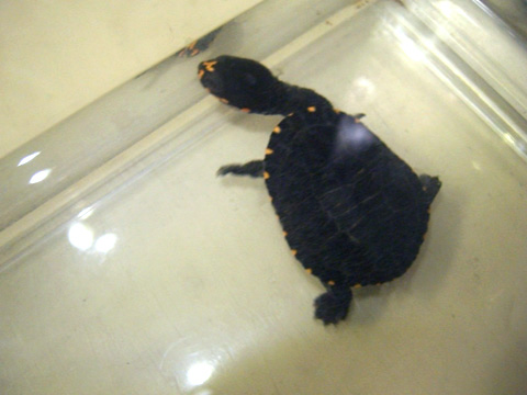 グナレンナガクビガメ(4)