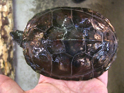 カントンクサガメ(10)