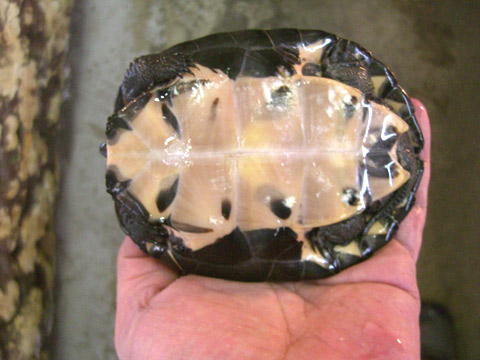 カントンクサガメ(11)