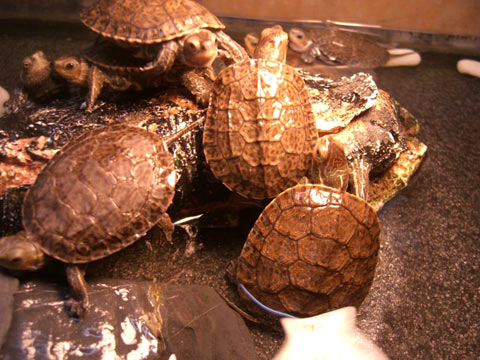 カスピイシガメ(3)