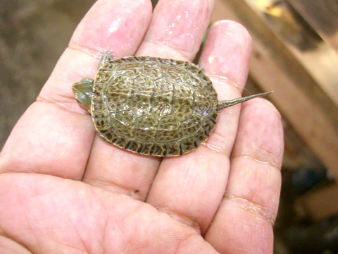 カスピイシガメ(1)