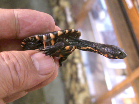 ニューギニアナガクビガメ