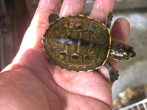 インダスカンムリガメ