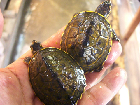 インダスカンムリガメ(2)