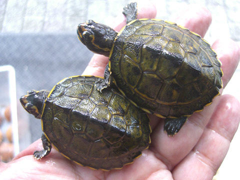 インダスカンムリガメ(3)