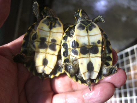 インダスカンムリガメ(4)