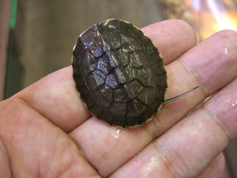 アンナンガメ(1)