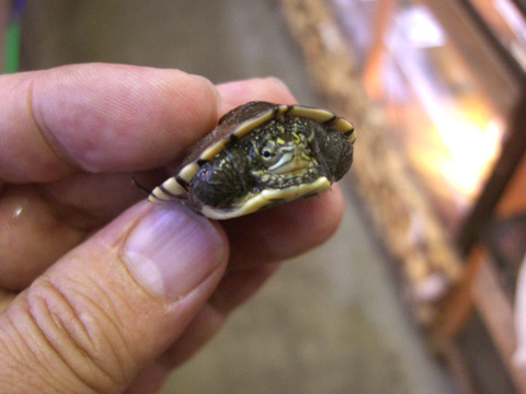 アンナンガメ(2)