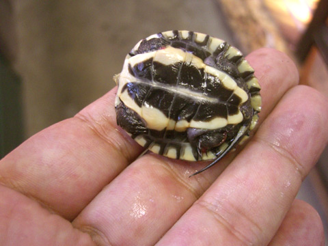 アンナンガメ(3)