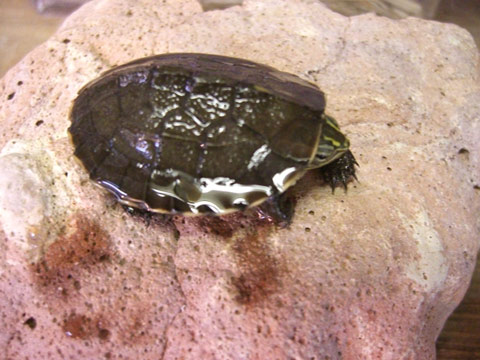 アンナンガメ(4)